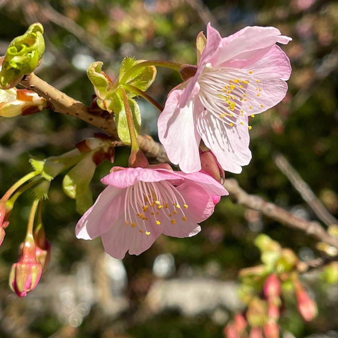 橘ケンチのインスタグラム：「え？桜？  これ咲いてるけど、まだ早いよね？🌸  違う桜？？  誰か花詳しい人教えてください🙏  #2021東京開花予想 #3月18日だって #1ヶ月以上前ですけど #桜に似た何かですか？ #情報プリーズ」