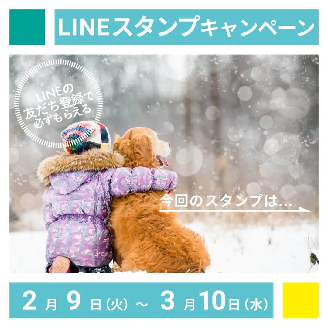 docdogのインスタグラム：「🐾LINEスタンプキャンペーン実施中🐾  いま期間限定で、ドックドッグを含むLINEアカウントメディア3つと友だちになると、人気のクリエイターズスタンプ「自分ツッコミくま」のLINEスタンプがもらえる「自分ツッコミくま×選べるニュース」LINEスタンププレゼントキャンペーンを実施中です！🌟  ----------------------------------- 🌼参加条件：LINEアプリのアカウントをお持ちのすべての方 🌼参加方法：詳しくは、プロフィールのURLをチェック！（※期間中掲載） 🌼ダウンロード期間：2月9日（火）～3月10日（水） -----------------------------------  ⭐️キャンペーン概要 「docdog MAGAZINE」を含むLINEアカウントメディアを3つ以上フォローすると、大人気「自分ツッコミくま」のLINEスタンプがもらえます🐾  ※すでにdocdog MAGAZINEのLINEアカウントメディアと友だちの方も、他のアカウントのフォローでキャンペーンに参加できます🥰  詳しい参加方法は、期間中にプロフィール欄に掲載のURLでチェックしよう！👀  #ドックドッグ #docdog  #LINEアカウントメディア はじめました🌻」