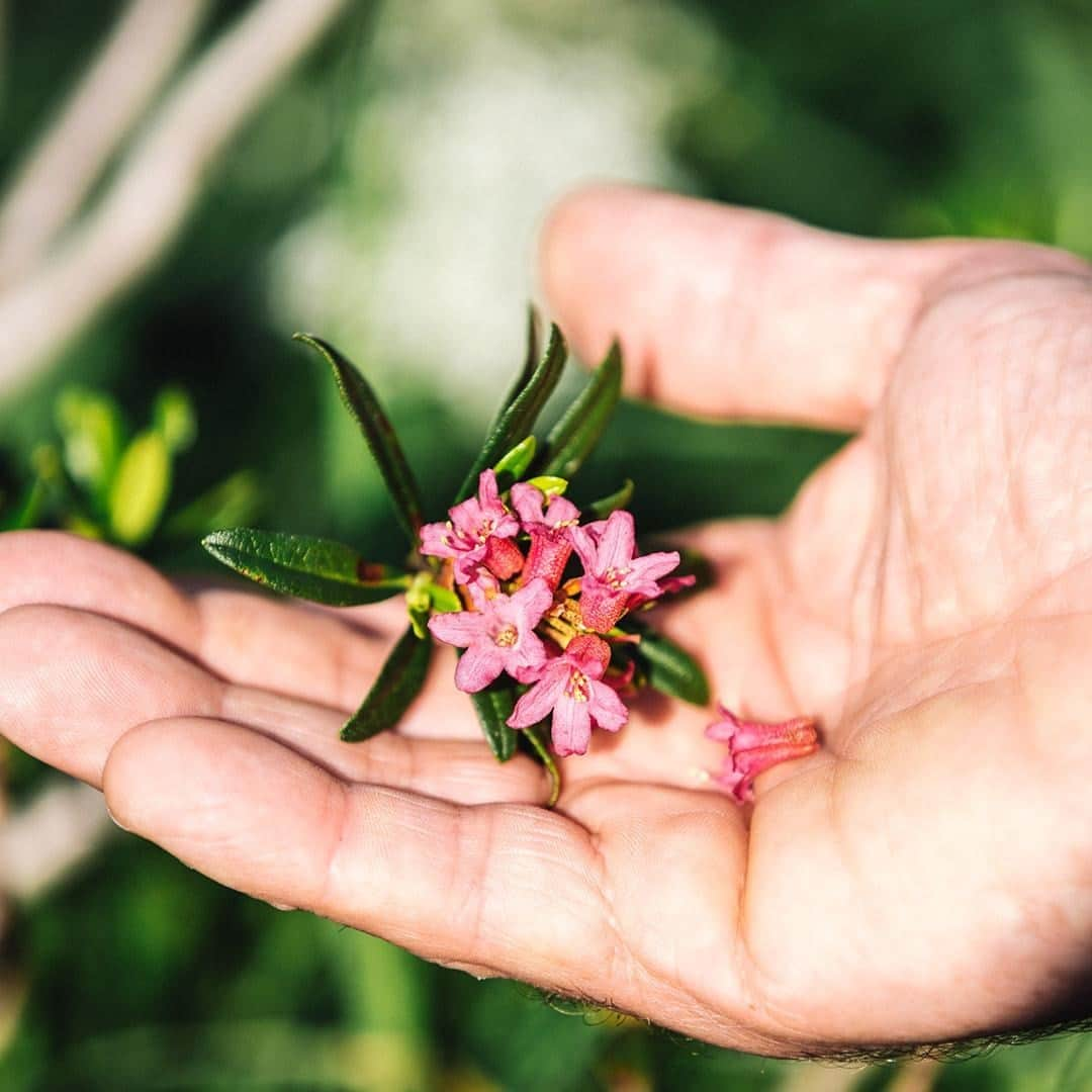 Clarins Australiaさんのインスタグラム写真 - (Clarins AustraliaInstagram)「Who doesn't 💚 the power of plants? Meet your next favourite ingredient - Organic Gentian. This Alpine herb can be found in our Gentle Complex to help soothe, calm & soften skin. Combined with Lemon Balm Extract, it is the plant-based breakthrough that powers our cleansers to keep skin clean while preserving skin's microbiota.⁣ ⁣ #DomaineClarins #HappyCleansing #ResponsibleBeauty #CleanBeauty #biodiversity⁣」2月9日 15時00分 - clarinsanz