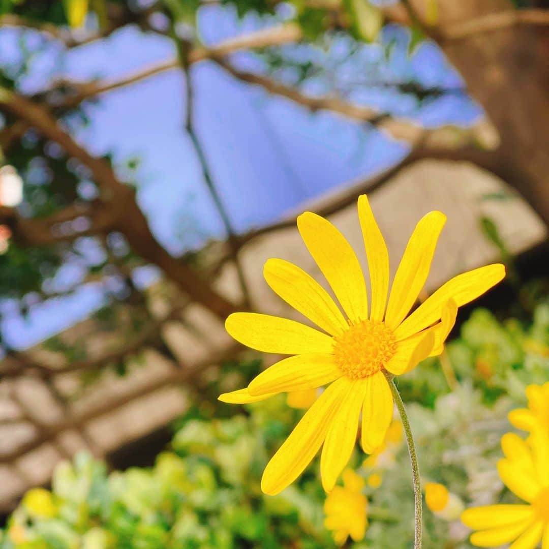 相沢礼子さんのインスタグラム写真 - (相沢礼子Instagram)「#春を見つける^ ^ #flowers  #cute #photooftheday #かわいい #spring」2月9日 15時15分 - reikoaizawa828