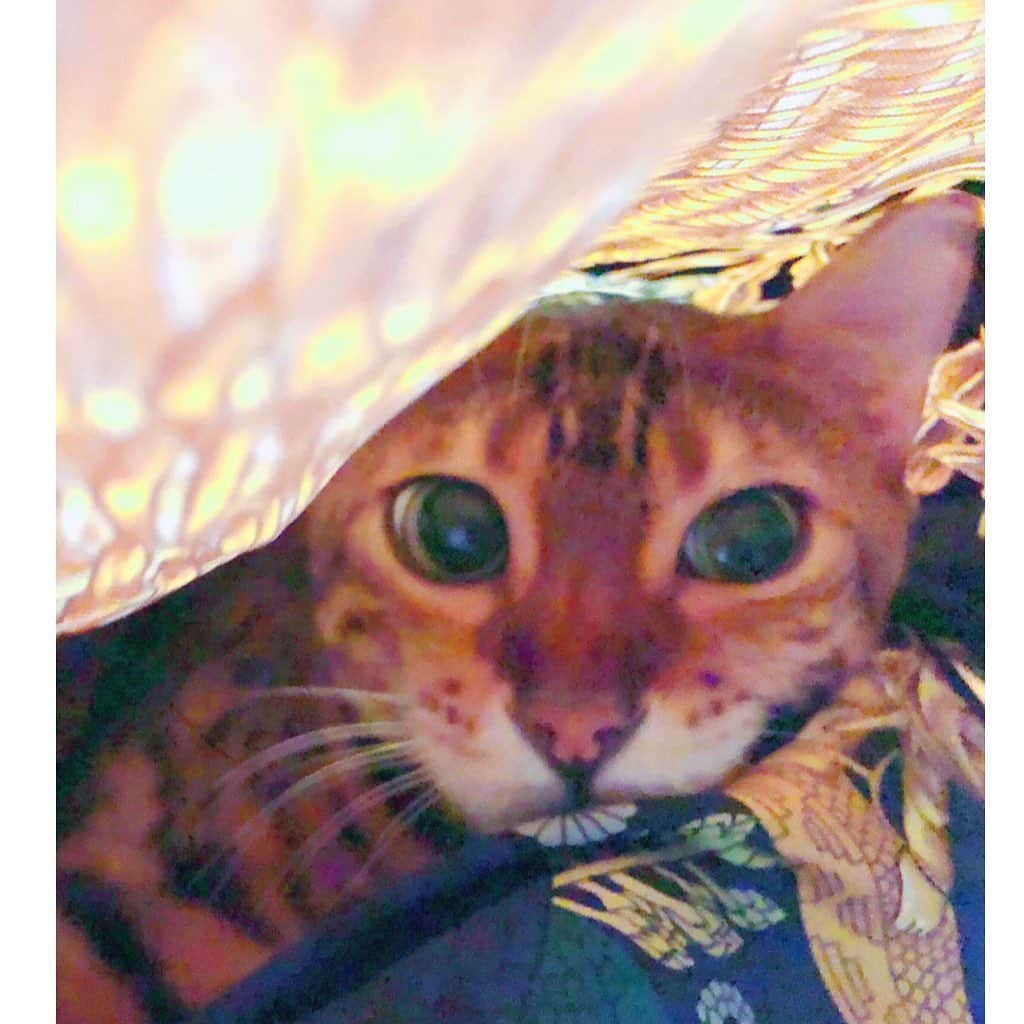 叶姉妹のインスタグラム：「エッ、エエーッ❗️絶対に、ヤメて…下さい❗️、からの➡️⚜️エルメス⚜️の基地💖⚜️キャット・ベッド💜の中❓は…💋✨✨  私達の愛する大切な皆さん、 ごきげんいかがでしょうか🥰💖  ファビュラスな姉の溺愛する ベンガル・キャットの⚜️ファビュラス君⚜️は なぜか…私の大切にしております エルメスの大判スカーフを わざわざホルダーから落として 3枚くらいクシュクシュと 鳥さん🦅の巣のように 丸く輪の形にしてその中に 寝るのがお気に入りのようですよ😖💦 ファビュラスな姉に苦情を言いますと、 "まぁ、美香さん、 ファビュラス君のマイブームなのよ、 エルメスのあのハリのある なめらかな肌ざわりが 好きなのねっ、きっと。💋✨ あっ、そういえば、 ファビュラス君の基地の 大きなショルダーバーキンの中に そのスカーフ達を敷いてあげると 喜ぶのではないかしら…？💋✨" (エッ！ええーっと、そ、それは 絶対にヤメて…ヤメてください、 お願いですから…😵😅💦💦)と、 私の全力の抵抗に、 ファビュラスな姉は、 "…ウフフフ… まぁ、美香さん、 そんなに必死になることないのよ…。 ネコちゃんのネイチャーを できるかぎり 受け入れてあげたいだけなのだから。 おおげさな美香さん…💋✨" と、 ファビュラスな姉の エルメスの大判スカーフ4枚を使用した キャット・ベッドをつくっていただき 私のお気に入りスカーフ達は 無事になりましたよ。🤗💖 ちなみに、 このお写真は、ファビュラス君が ときどきベッドのスカーフとスカーフの間に 潜っていた時に、ちょっとだけ めくってどうなっているのか見てみた時の 不機嫌なお顔ですよ。 (ファビュラスな姉のいつもの何を考えて いるのかわからないようなお顔に ソックリですよ。🤫😆😝💖)  💎「世の中が見えない危険にさらされて 急速に変化する不安定な今、 わたくし達の愛する大切な皆さんが どうか 心身ともに健やかに幸せに 過ごされますように 心より願っておりますよ。🌹✨」  #ベンガルキャット　#ベンガル　#猫 #エルメス　#エルメスバーキン #cat #ベンガル猫  #ファビュラス君 #肉球 #amazing #heavenly #バラの香り  #precious #fabulous #叶姉妹 #heaven  #ファビュラス  #宇宙   #コミケ #叶 #叶ポージングエクササイズ  #究極生命体 #peace #peaceful #lgbtq #至福 #幸運  #天使 #女神 #愛するあなたへ へ」