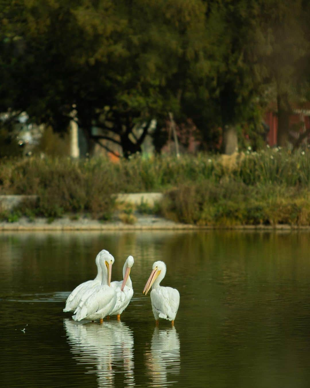 Chad Santosさんのインスタグラム写真 - (Chad SantosInstagram)「#HelloFrom Mexico City #伽藍鳥 #pelican #natgeo #natgeoyourshot #thisweekoninstagram #naturephotography #nature #bosquedearagon #aragon #cdmx #birdphotography #birdsofinstagram #300mmf28 #paisajecdmx #paisajedfeño #mextagram #mexigers #mexicomaravilloso #mexicomiamor #mexicomagico」2月9日 15時35分 - elchadsantos