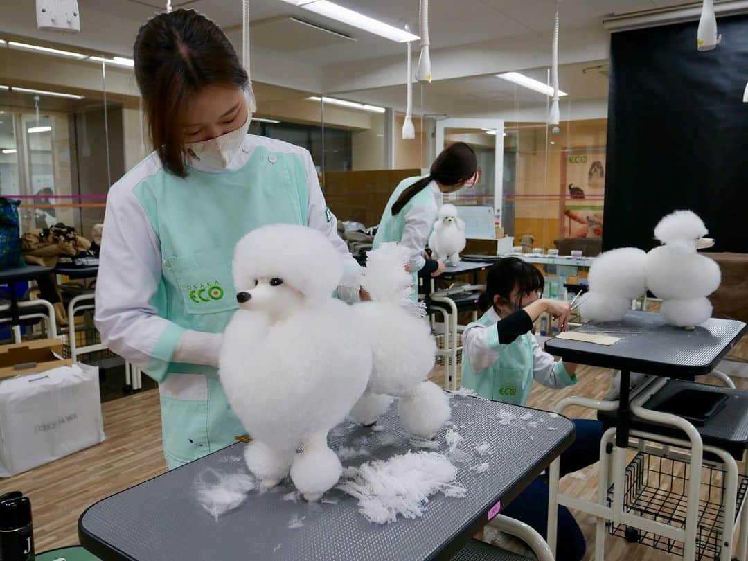 大阪ECO動物海洋専門学校のインスタグラム：「学生たちは、グルーミングドールを自分の好きな形にトリミング✂︎💕 3枚目の写真📷 前からみるとハートの形になっているのが分かりますか☺️？？ 完成後はテーマをつけて、記念撮影をしました🐩✨  #グルーミングドール  #グルーミング  #大阪ECO #大阪ECO動物海洋専門学校 #動物 #専門学校 #動物飼育 #動物園 #水族館 #飼育員 #ドルフィントレーナー #アクアリスト #動物看護師 #トリマー #ドッグトレーナー #トリミング #犬 #animal #dog」