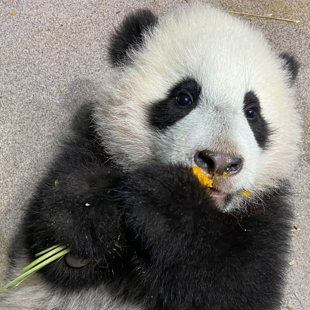 スミソニアン国立動物園さんのインスタグラム写真 - (スミソニアン国立動物園Instagram)「❤️🐼 January was an exciting month for our giant panda cub, Xiao Qi Ji! ✔️First enrichment toys ✔️First taste of sweet potato ✔️First bite of bamboo ✔️First livestream with his keepers ✔️First encounter with snow ✏️STORIES + 🎥 VIDEOS: https://s.si.edu/3pXlv5k. (Link in bio.)  . . . #PandaStory」2月9日 7時02分 - smithsonianzoo