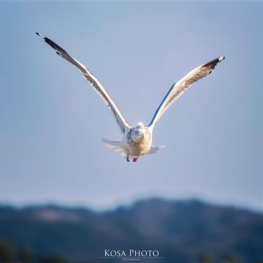 コサさんのインスタグラム写真 - (コサInstagram)「King Seagull キングカモメの愛称で呼ばれてるカモメさん 最初に出会ったのが2014年なので約7年ぶりの再会になりました しかも偶然にも同じ場所で‼️ 高齢らしいですが元気そうに空を飛んでいる姿も見れてよかった😆 毎年、冬に飛来しているようなので来年も元気な姿を見せてほしいなぁ〜 . Location:和歌山 Wakayama / Japan🇯🇵 Date:2021年2月 . #キングカモメ #カモメ #birders_gallery #insta_wakayama #グッドトリップ和歌山 #visitwakayama #たな旅 #nankiphoto #田辺市 #YourShotPhotographer #tokyocameraclub #team_jp_ #photo_jpn #ptk_japan #bestjapanpics #Lovers_Nippon #light_nikon #sorakataphoto #LBJ_Legend #広がり同盟メンバー #1x_japan #IGersJP #Japan_Daytime_View #jgrv_member #ap_japan_ #colore_de_saison #乗り越えようnippon #ニコン #写真は私の原動力 #arrowsあなたが夢中な世界」2月9日 7時24分 - kosa_photo