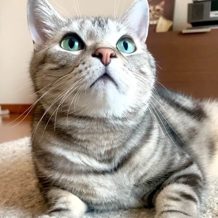 のインスタグラム：「Good morning! Bonjour!﻿ Beautiful eyes 👀✨ * おはようございますにゃん！ きれいなおめめ👀✨ * #catstagram #cat_features  #topcatphoto #cutepetclub #catsofinstagram #cats_of_world #meowsandwoofs #meowvswoof﻿ #excellent_cats #catstocker  #bestmeow #INSTACAT_MEOWS #peco #animalsco #mofmo #みんねこ #ふわもこ部 #ねこのきもち #アメショー #アメリカンショートヘア #猫 #猫好きさんと繋がりたい #nekoclub」