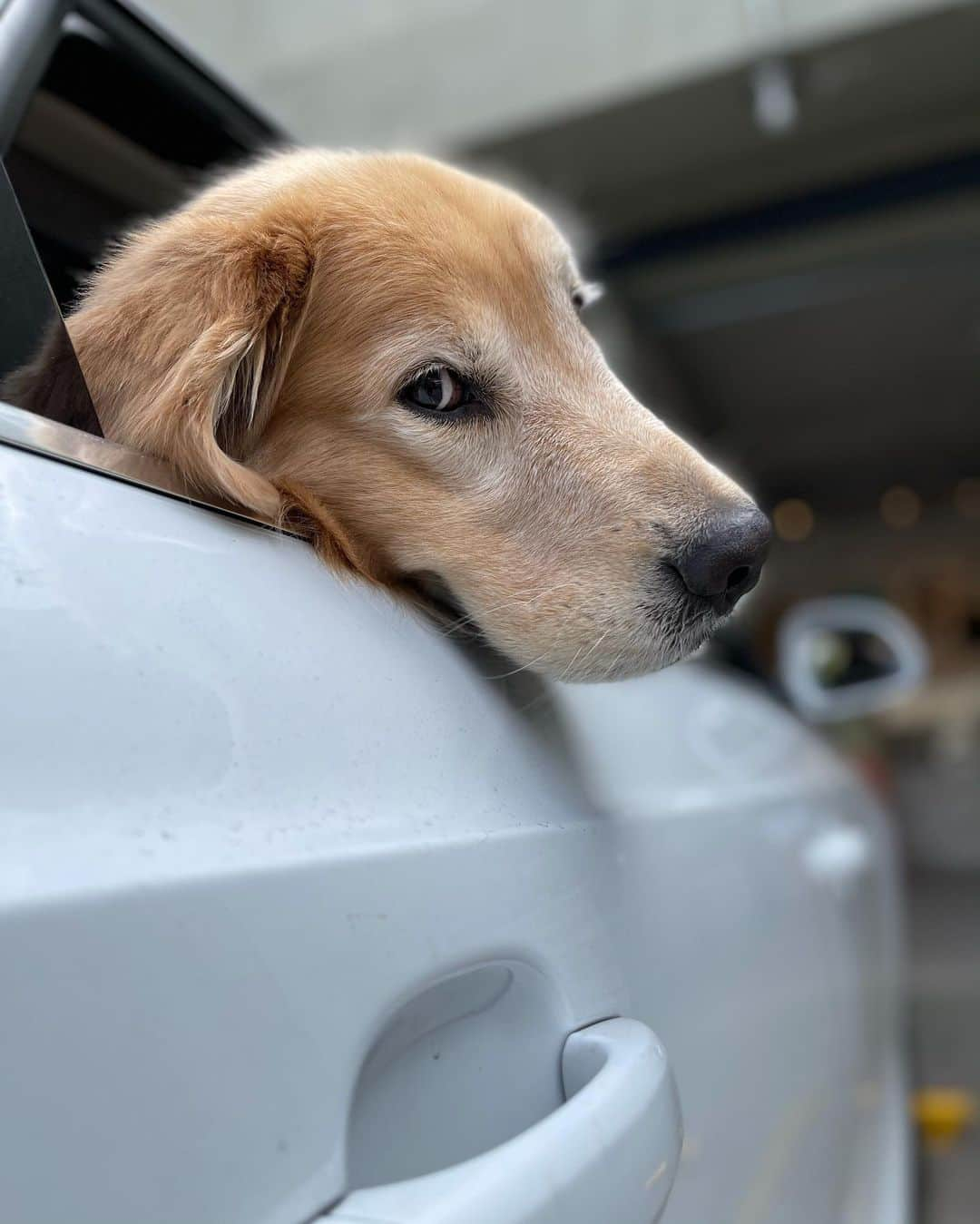 Bobさんのインスタグラム写真 - (BobInstagram)「Bob & Marley ou Marley & Bob? 🤔 . . #pets #photooftheday #petsofinstagram #instagrammers #instagram #instadaily #vejasp #goldenretriever #goldenretrievers #goldenretrieversofinstagram #dogs #dogstyle #dogoftheday #dogsofinstagram #saopaulo #gudfriends #photography」2月9日 7時59分 - bob_marley_goldenretriever