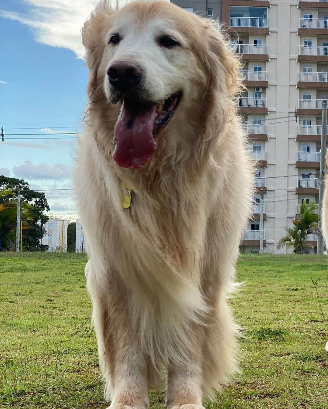 Bobさんのインスタグラム写真 - (BobInstagram)「Bob & Marley ou Marley & Bob? 🤔 . . #pets #photooftheday #petsofinstagram #instagrammers #instagram #instadaily #vejasp #goldenretriever #goldenretrievers #goldenretrieversofinstagram #dogs #dogstyle #dogoftheday #dogsofinstagram #saopaulo #gudfriends #photography」2月9日 7時59分 - bob_marley_goldenretriever