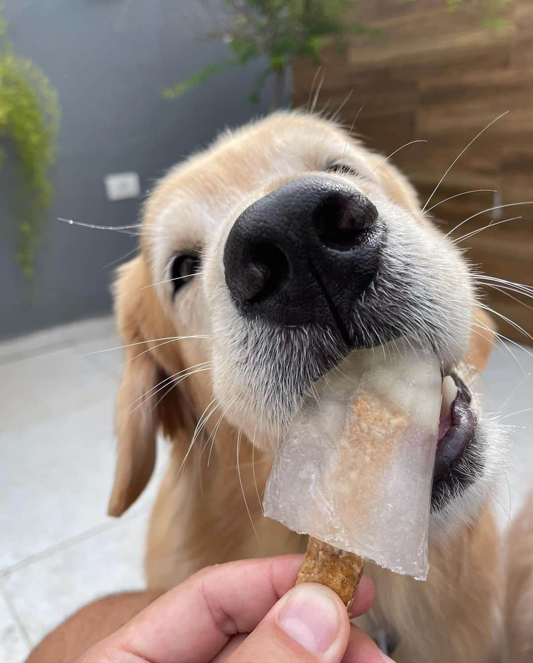 Bobさんのインスタグラム写真 - (BobInstagram)「Bob & Marley ou Marley & Bob? 🤔 . . #pets #photooftheday #petsofinstagram #instagrammers #instagram #instadaily #vejasp #goldenretriever #goldenretrievers #goldenretrieversofinstagram #dogs #dogstyle #dogoftheday #dogsofinstagram #saopaulo #gudfriends #photography」2月9日 7時59分 - bob_marley_goldenretriever