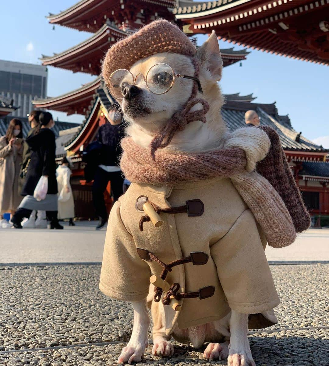 紋次郎さんのインスタグラム写真 - (紋次郎Instagram)「Good morning.  今日は寒いみたいだから、みなさんあったかくして過ごしてくださいね！  #dog#dogstagram#instadog#chihuahua#barkbox#mydogiscutest#buzzfeed#dog_features#fluffypack#barkpack#dogsofinstaworld#dogsofinstagram#犬#チワワ#手作り#handmade#着物#fashion#紋次郎一家#チーム茶#ふわもこ部#igersjp#peco犬部#dogsofinstagram#dogfashion」2月9日 8時02分 - montjiro