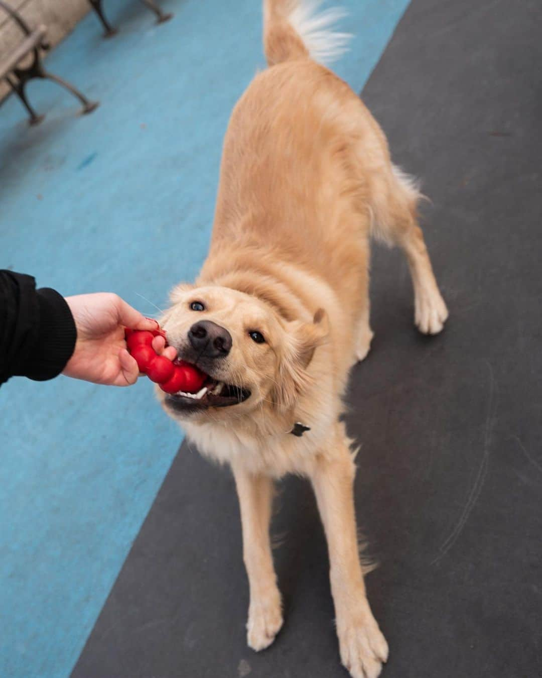 The Dogistさんのインスタグラム写真 - (The DogistInstagram)「Maison, Golden Retriever (1 y/o), Leroy Street Dog Park, New York, NY • “He has two modes – 500% active or sleeping 23 hours a day. You’d never know we just took him on a four-mile walk.” @maison_in_manhattan」2月9日 8時09分 - thedogist