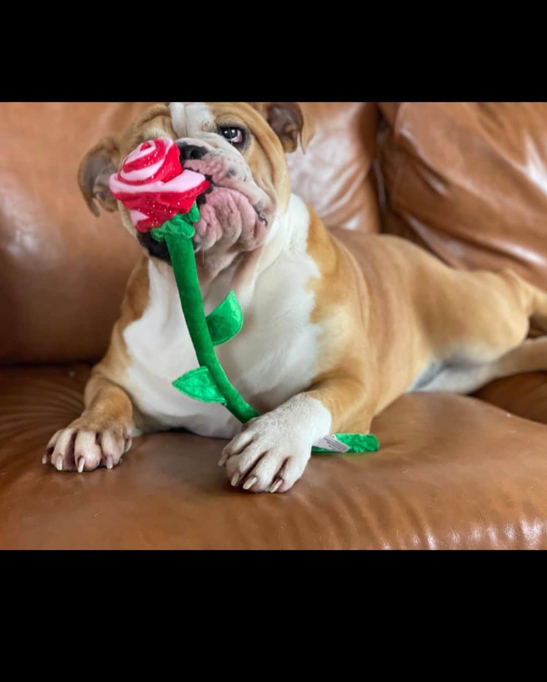 DogsOf Instagramさんのインスタグラム写真 - (DogsOf InstagramInstagram)「It’s a #BachelorMonday like you’ve never seen before! 🌹 We were blown away by all of the incredible photos we received. Swipe ➡️ to see our top submissions!   While we wish we could feature everyone, please know we truly appreciated every single submission we received. If it were up to us, you all would get roses! 🐾🥰  It’s not too late to get your pup a rose plush toy from @muttropolis! Shop their Valentine’s Collection to pick out a special gift for your special furrriend! ❤️  📸: @darrelthedoge  📸: @jordy_floydcavachons  📸: @dudleythedachshund1  📸: @tulum.the.boho.bully  📸: @sirnewtonseverus  📸: @thismudderfluffer  📸: @mylittlebauer  📸: @smileyriley_nalagram  📸: @mahi_wrinkles  📸: @rockynycmorkie  🎶: ily (i love you baby) (feat. Emilee) by @surfmesa   #dogsofinstagram #dogsofbachelornation #bachelornation #willyouacceptthisrose」2月9日 8時12分 - dogsofinstagram