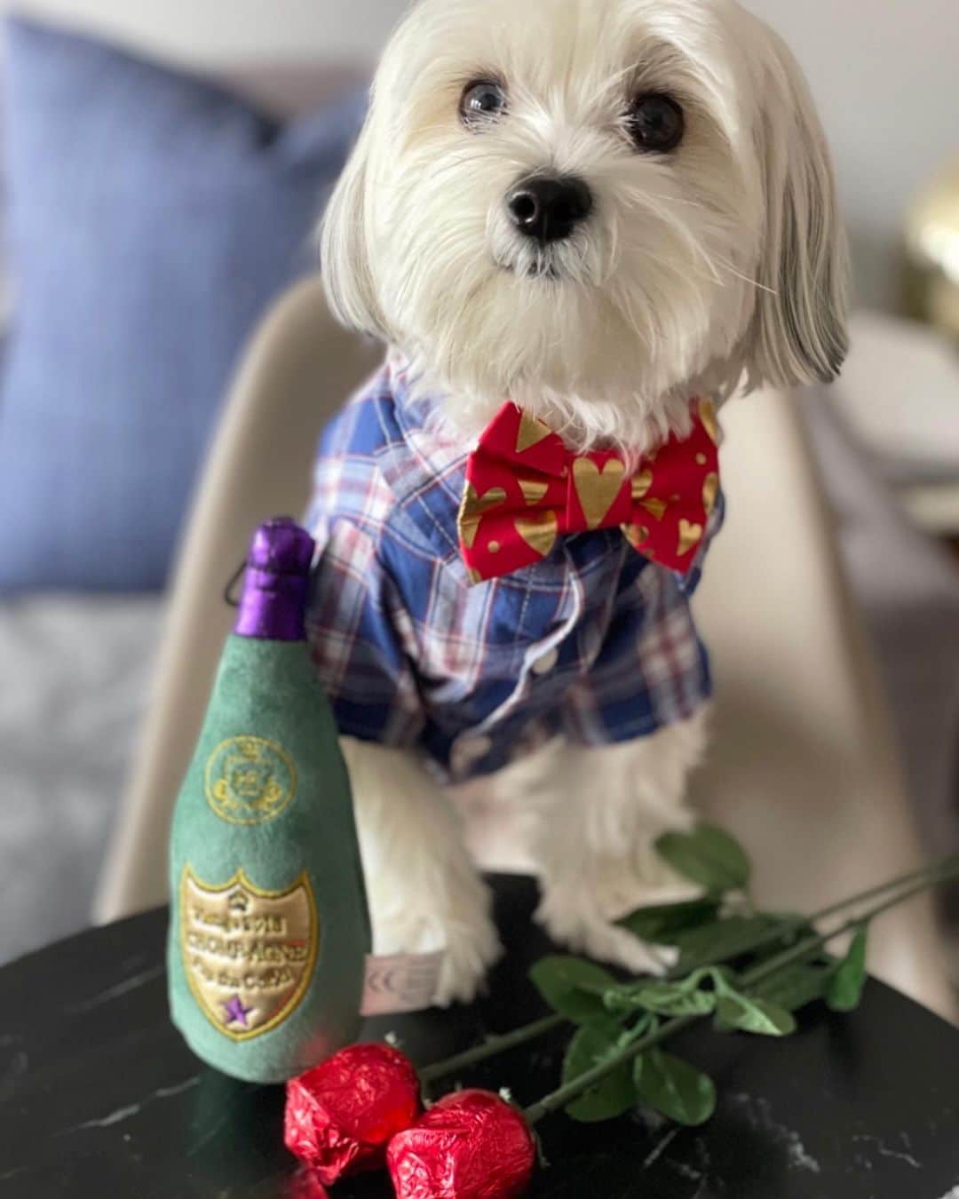 DogsOf Instagramさんのインスタグラム写真 - (DogsOf InstagramInstagram)「It’s a #BachelorMonday like you’ve never seen before! 🌹 We were blown away by all of the incredible photos we received. Swipe ➡️ to see our top submissions!   While we wish we could feature everyone, please know we truly appreciated every single submission we received. If it were up to us, you all would get roses! 🐾🥰  It’s not too late to get your pup a rose plush toy from @muttropolis! Shop their Valentine’s Collection to pick out a special gift for your special furrriend! ❤️  📸: @darrelthedoge  📸: @jordy_floydcavachons  📸: @dudleythedachshund1  📸: @tulum.the.boho.bully  📸: @sirnewtonseverus  📸: @thismudderfluffer  📸: @mylittlebauer  📸: @smileyriley_nalagram  📸: @mahi_wrinkles  📸: @rockynycmorkie  🎶: ily (i love you baby) (feat. Emilee) by @surfmesa   #dogsofinstagram #dogsofbachelornation #bachelornation #willyouacceptthisrose」2月9日 8時12分 - dogsofinstagram