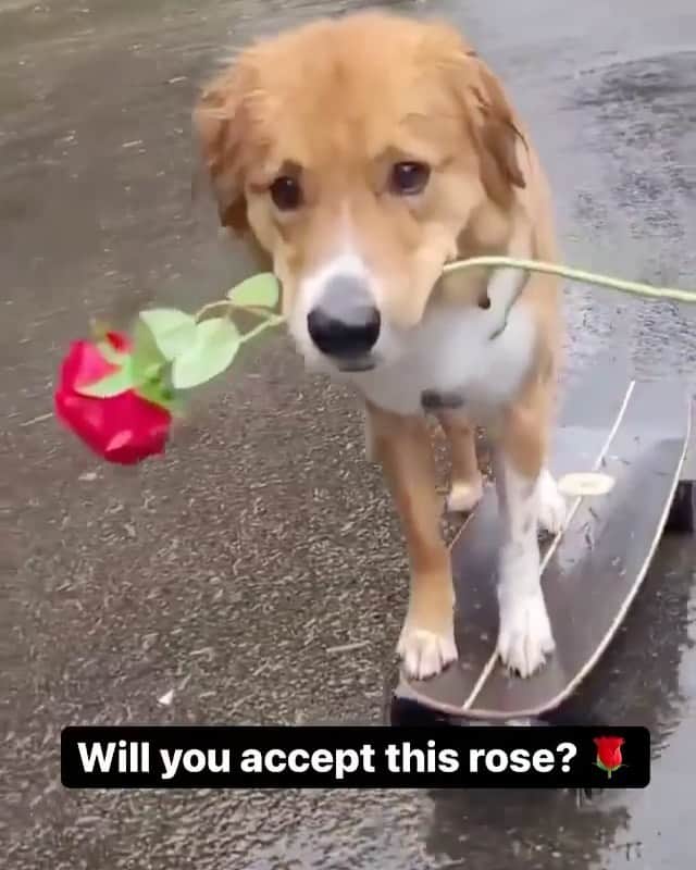 DogsOf Instagramのインスタグラム：「It’s a #BachelorMonday like you’ve never seen before! 🌹 We were blown away by all of the incredible photos we received. Swipe ➡️ to see our top submissions!   While we wish we could feature everyone, please know we truly appreciated every single submission we received. If it were up to us, you all would get roses! 🐾🥰  It’s not too late to get your pup a rose plush toy from @muttropolis! Shop their Valentine’s Collection to pick out a special gift for your special furrriend! ❤️  📸: @darrelthedoge  📸: @jordy_floydcavachons  📸: @dudleythedachshund1  📸: @tulum.the.boho.bully  📸: @sirnewtonseverus  📸: @thismudderfluffer  📸: @mylittlebauer  📸: @smileyriley_nalagram  📸: @mahi_wrinkles  📸: @rockynycmorkie  🎶: ily (i love you baby) (feat. Emilee) by @surfmesa   #dogsofinstagram #dogsofbachelornation #bachelornation #willyouacceptthisrose」