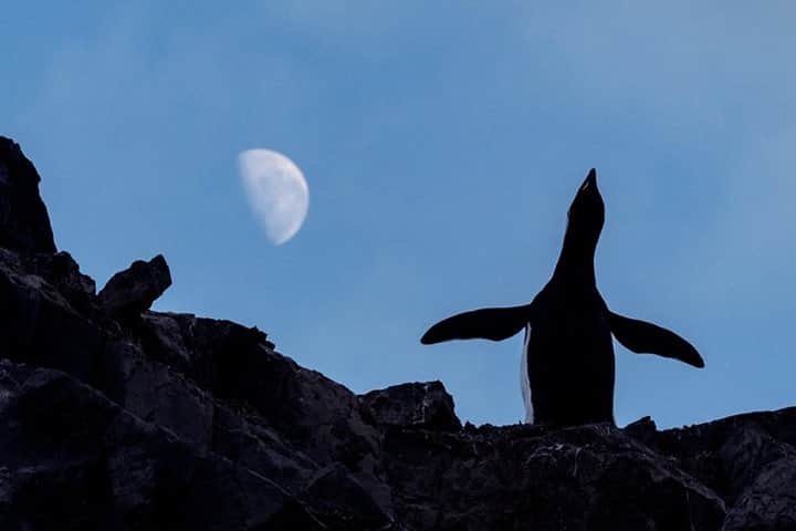 National Geographic Travelさんのインスタグラム写真 - (National Geographic TravelInstagram)「Photo by @DaisyGilardini / A chinstrap penguin seems to be howling at the moon during this early morning visit to Half Moon Island in the South Shetlands. Stony Brook University researchers traveling on a Greenpeace expedition to conduct a census of penguin populations in the South Shetland Islands recently reported an alarming decrease in chinstrap populations. The researchers believe the decrease is a direct result of climate change.  Follow me @daisygilardini for more images and behind-the-scenes stories. #penguin #chinstrappenguin #moon #climatechange #antarctica」2月9日 8時35分 - natgeotravel