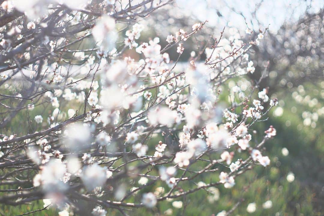 kiccyomuのインスタグラム：「☀️ 2021.02.09 Tue #心に花を #鋸南町 佐久間ダム周辺の公園 前回の紅梅 と 白い #梅 春らしい風景になって来た😊  今日も元気に🤗  location #千葉 📷撮影 2021年2月6日 #オールドレンズ 📷 #Minolta」