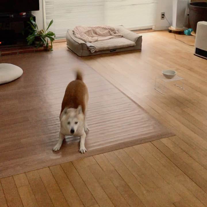 柴犬リリコのインスタグラム：「朝のご乱心！🤣🌪🌪🌪 #goodmorning  #ご乱心リリコさん #荒ぶるリリコさん」