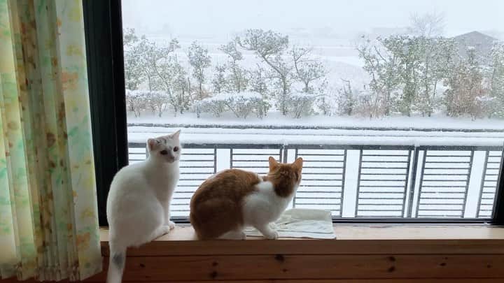 RUBYのインスタグラム：「Pote ♡ Mame  life (雪編)  現在ポテ子は春を目前に発情中 「わたしどうしちゃったのかしら〜？」 って感じでフルｩフルｩ鳴きながらゴロンゴロンしてます😂  #白猫 #猫 #cat」