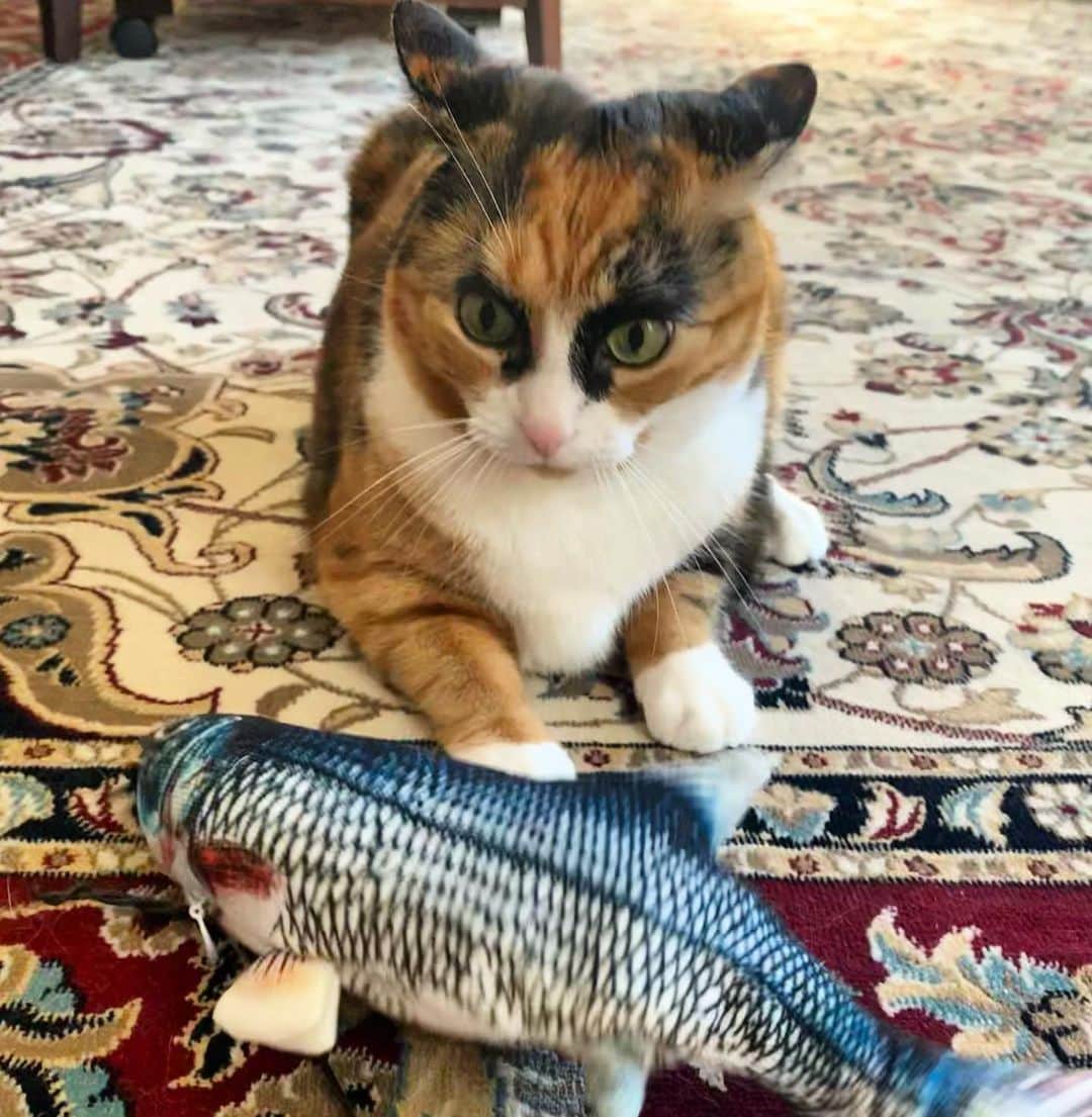 のインスタグラム：「This Monday was a rough one!  . .  . . #lillycrazyeyes #quarantine #stayhome #catsofinstagram #9gag #calico #instacat #meowstagram #meow #meowdel #instacalico #calico  #cute #mondaymood  #monday #tired #mondays」