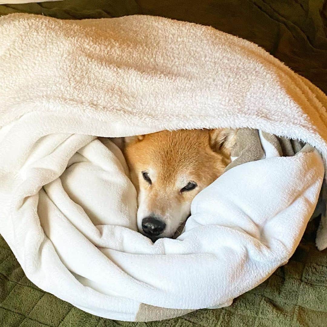 まる（まるたろう）のインスタグラム：「I don't want to get out of bed.✨🐶✨お布団から出れなーい #パパお散歩行ってきて #寒いから暖かい格好してった方がいいよ #パトロールよろぴく #柴犬をダメにする布団」