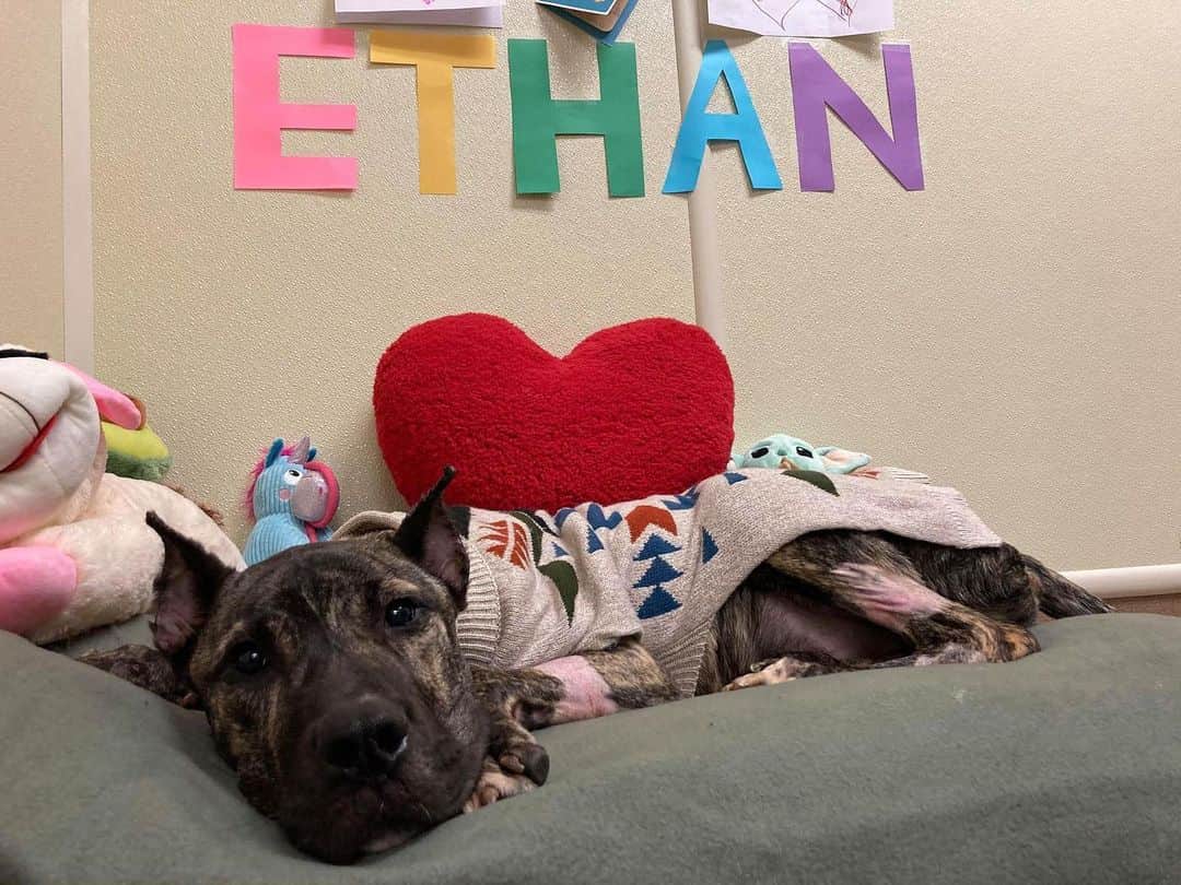 People Magazineさんのインスタグラム写真 - (People MagazineInstagram)「Ethan is a fighter! ❤️ A week ago, he was found abandoned in the parking lot of the Kentucky Humane Society weighing only 38 pounds — about 45 pounds shy of a healthy weight — and was too weak to even lift his head. He spent several days at an emergency animal hospital, but is now back at KHS and making big strides — literally. 🙌 "OUR BABY HAS TAKEN HIS FIRST STEPS! While he is wobbly and learning to use his legs again, this is huge progress and deserves to be celebrated," KHS wrote. Tap the link in bio for more updates on the tough pup and how you can donate to his care. 📷: @kyhumanesociety」2月9日 9時16分 - people