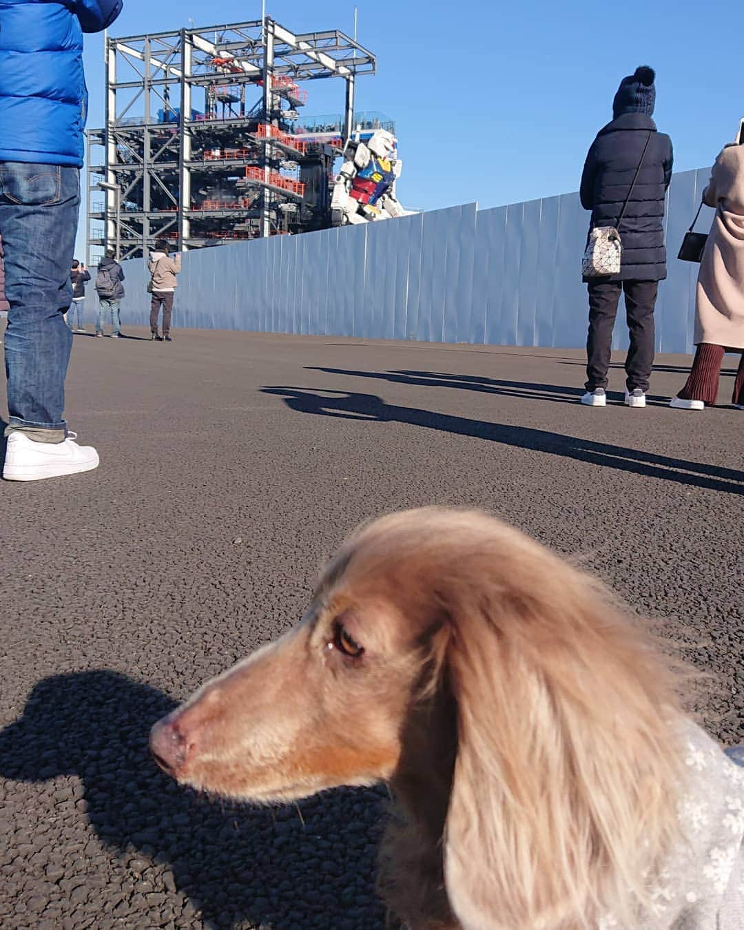 くるみんさんのインスタグラム写真 - (くるみんInstagram)「* 1月10日 この日のお散歩は山下公園 期間限定でオープンしたガンダムファクトリーで、動くガンダム見てきました❗ 館内に入場しなくても、こんな感じでガンダム見れましたよ。  #ミニチュアダックスフンド #ミニチュアダックスフント #ミニチュアダックス #イザベラタン #イザベラ #ダックスlove #ダックス多頭飼い #ダックスフント #ダックス部 #ダックス大好き #ダックスフンド #ダックス #いぬばか部 #いぬすたぐらむ #短足部 #山下公園 #ガンダム #ガンダムファクトリーヨコハマ #dachshundgram #dachshund_feature #dachshund #dogstagram #instagramdog #instadachs #inustagram #kyounodachs #todayswanko #7pets_1day #gundam #だっくすふんど」2月9日 9時10分 - michirumugiazu