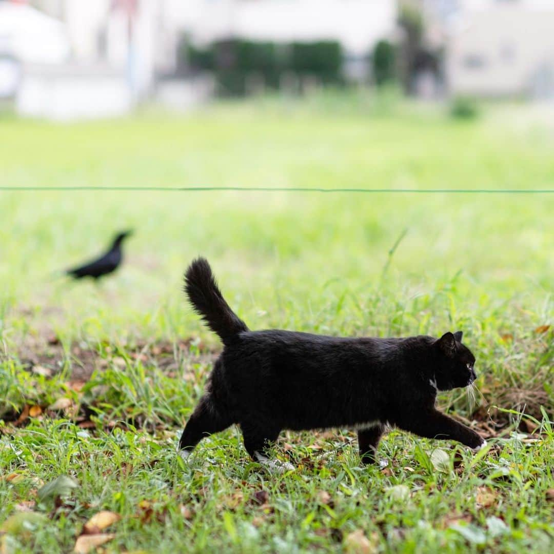 末吉 弦太のインスタグラム：「Walk together  #僕らの居場所は言わにゃいで ・ 外で暮らす動物たちの写真をインターネット上で公開する際は、虐待や遺棄を考えている人たちがあなたの発信した情報を悪用する可能性について考慮し、具体的な地名や位置情報などを伏せ、背景にも場所が特定できないようご配慮をお願い申し上げます。 ・ When you post the photo of stray cat, Please Don’t publish about location. If Abusers find your photo.They will come to hurt strays. Please save the life of animals !! ・ 为了在外生存的流浪猫和其它动物们能够平静的生活，请不要公开摄影的场所. ・ 길 고양이나 야외 생활을 하고 있는 동물들의 편안한 생활을 위해 촬영 장소는 공개하지 않도록 하겠습니다. ・ หากคุณถ่ายรูปแมวจรจัด กรุณาอย่าลงสถานที่ที่คุณได้ถ่ายพวกเค้าไว้ เนื่องจากอาจมีคนใจร้ายไปทำอันตรายต่อแมวได้ มาช่วยกันอนุรักษ์แมวกันนะครับ」