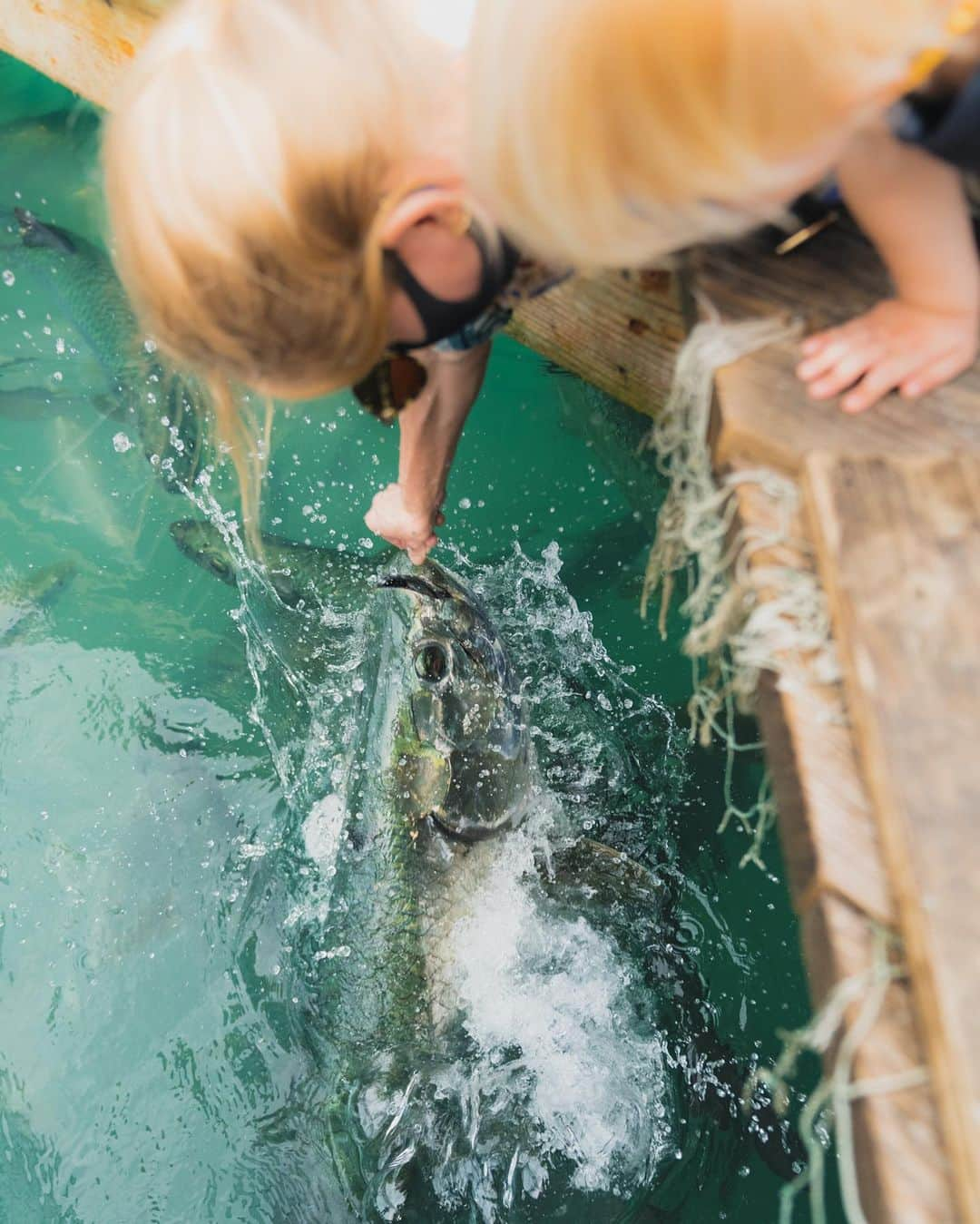 エミリー・デ・レイヴィンさんのインスタグラム写真 - (エミリー・デ・レイヴィンInstagram)「When in the Florida Keys...feed the Tarpon! (or mermaid fish as I re named them!😉🧜🏼‍♀️-their scales look like a mermaid tail!) I nearly got a finger nip haha, a seagull totally stole one of my feeding fish out of my hand when I was holding it up high so the (VERY feisty!) Pelicans didn’t eat it! And poor Vera got nipped on the arm (she’s totally fine & was very brave!) by a pelican trying to steel more of our fish 😂  In other news- Theo is now OBSESSED with motorcycles 🙄🤪.  Super fun day, & ended it with some really yummy shaved ice! This place @robbiesofislamorada has such a beautiful story/history too- I’ll post it in my stories! Highly recommend a visit! xoxoxox   📷 @eb.photogeography  #rvlife #lifeontheroad #tarponfeeding #floridakeys #thegreatoutdoors #anadventureaday #wearamask」2月9日 9時20分 - emiliede_ravin