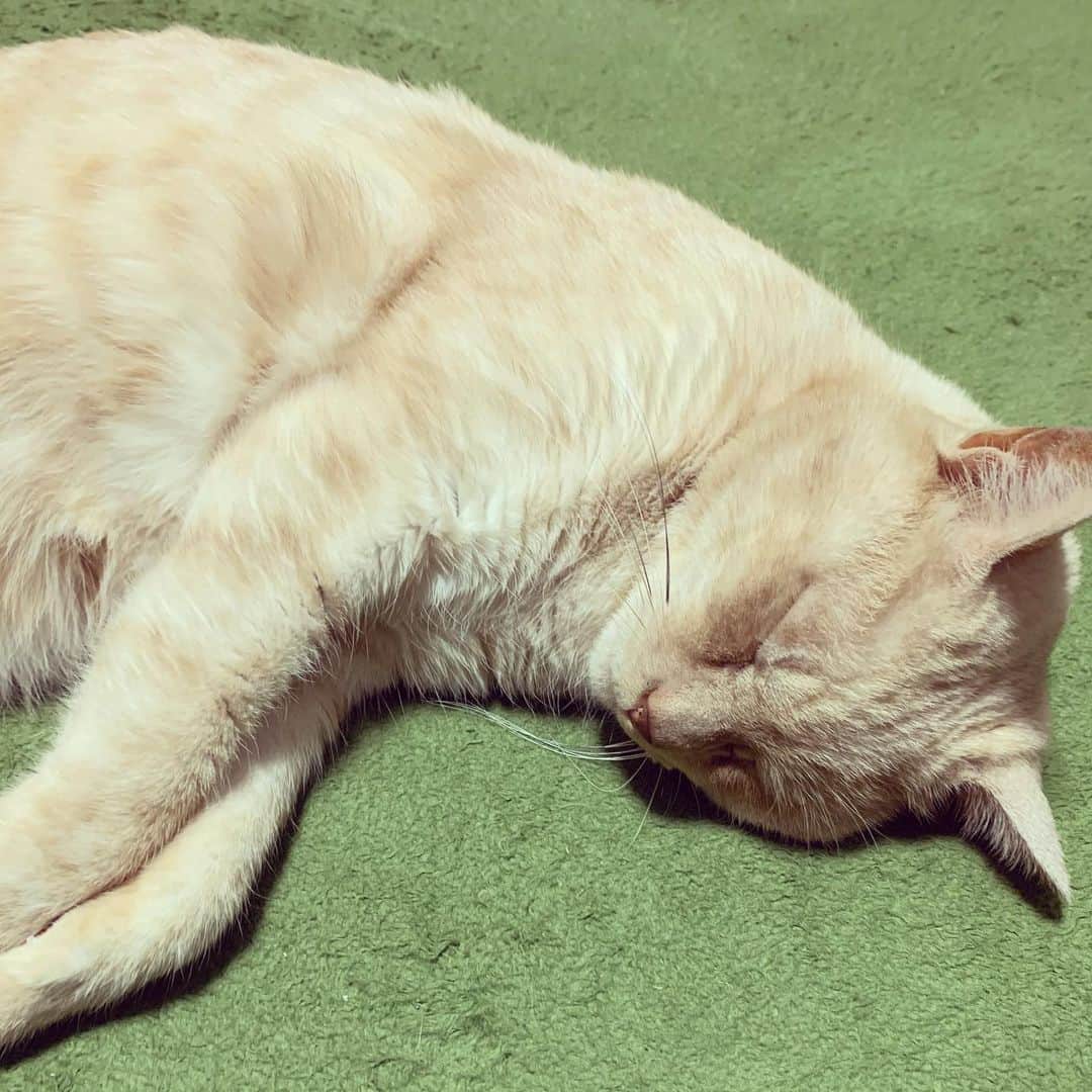 飯田カヅキさんのインスタグラム写真 - (飯田カヅキInstagram)「チロ寝。  #tirol_neko #猫 #cat」2月9日 9時32分 - kazukiiida_strange