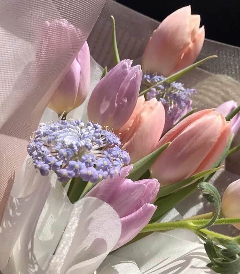 猪鼻ちひろのインスタグラム：「🌷♡🌷♡🌷♡」