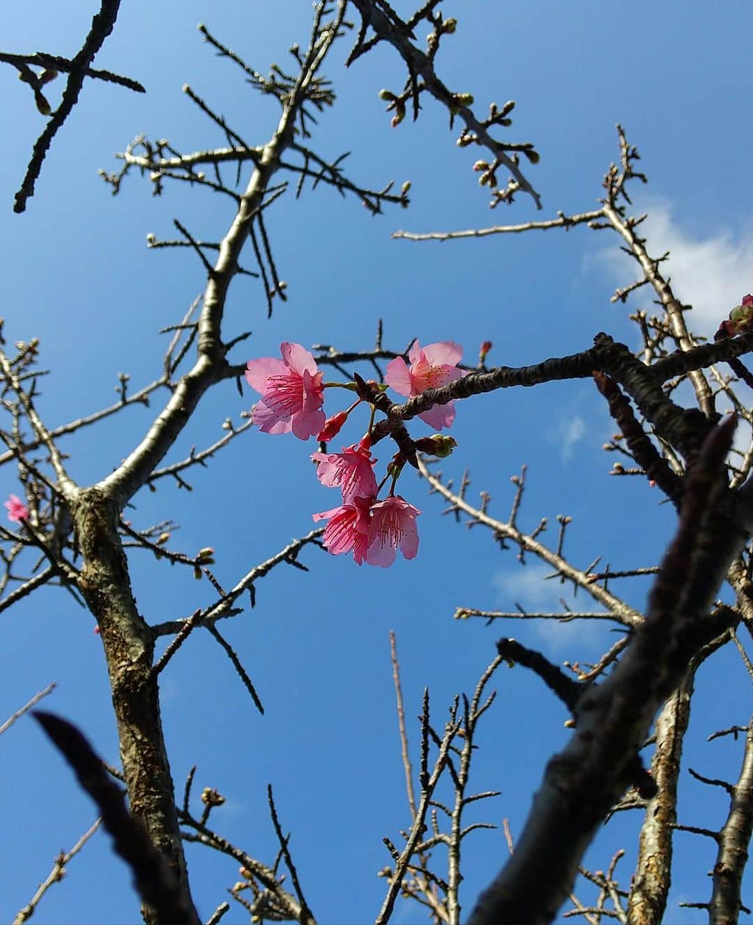 嘉島陸のインスタグラム：「沖縄の桜  今は桜が満開で見ごろを迎えましたが、咲き始めも綺麗ですよね。  そして、今は受験シーズン。 受験生のみなさんが良い結果を掴めることを祈っています。  Cherry blossoms in Okinawa.  Cherry blossoms are in full bloom now, but the early blossoms are beautiful too, aren’t they?  And now is also college entrance exam season.  I hope all of you who are taking the exam will get what you wish for.  #沖縄 #自然 #風景 #桜 #寒緋桜 #花びら #濃い #ピンク #一足早く #開花 #満開 #だんだんと #春の訪れを #実感できる #こんな時だからこそ #自然に触れてみるのも #良いですね」