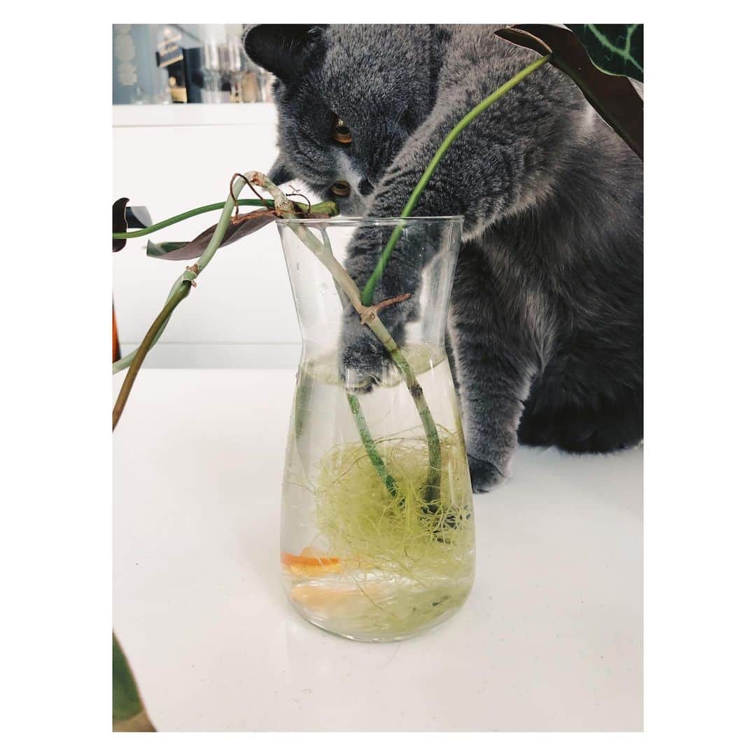 Hikaru Nakamuraのインスタグラム：「我が家にちょっと前から金魚が増えた🐟  本当に悪い猫の例🐈‍⬛  #猫#ブリティッシュショートヘア#ペット#金魚#観葉植物#cat#britishshorthair」
