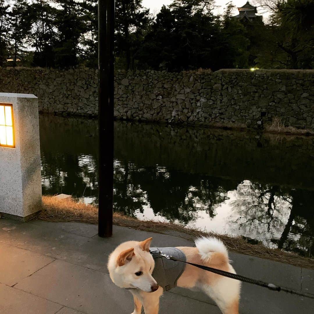 のインスタグラム：「湖太郎 @kotamiraizm  おさんぽ🐕  ドッグランがなくても 湖太郎の猛ダッシュ🐾に並走して 🐕dog run🏃‍♀️  軽やかに走る湖太郎に比べてママ👩は なかなかジムに行かれないのでコロナぶとりで体がおもたいです😅  はやくコロナが落ちついてジムで汗だくになって運動したいなー🙂  心地よく散歩できる場所に恵まれてるのがせめてものリフレッシュに✨  #dogstagram #dogwithrun #さんぽ #さんぽ道 #だいえっと #運動したい #いぬ #豆柴 #柴犬 #犬のいる暮らし」
