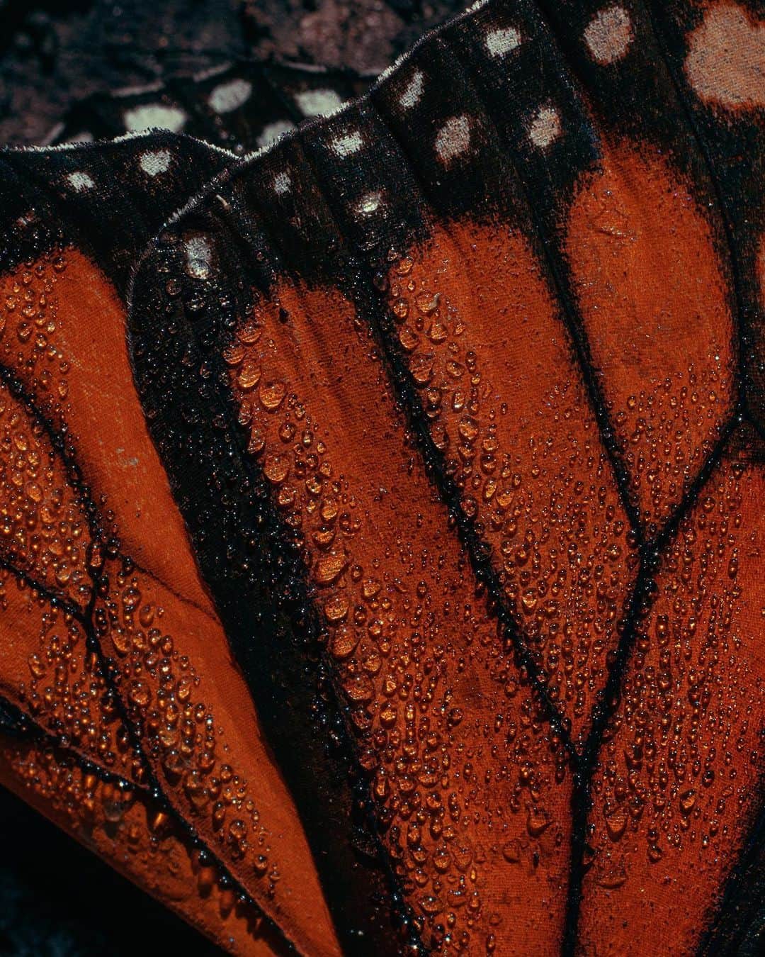 The New Yorkerさんのインスタグラム写真 - (The New YorkerInstagram)「The monarch butterfly’s journey from Canada and the northeastern U.S. to the mountains of central Mexico is the most evolutionarily advanced migration of any known butterfly, perhaps of any known insect. Every November, millions of monarchs descend on the oyamel firs in the mountains of central Mexico. But the microclimate of the forest is changing—and the butterflies’ migration is in danger. At the link in our bio, see photographs from inside the butterfly forest, and read about the environmental destruction that threatens their migration. Photographs by @brendangeorgeko.」2月9日 10時51分 - newyorkermag
