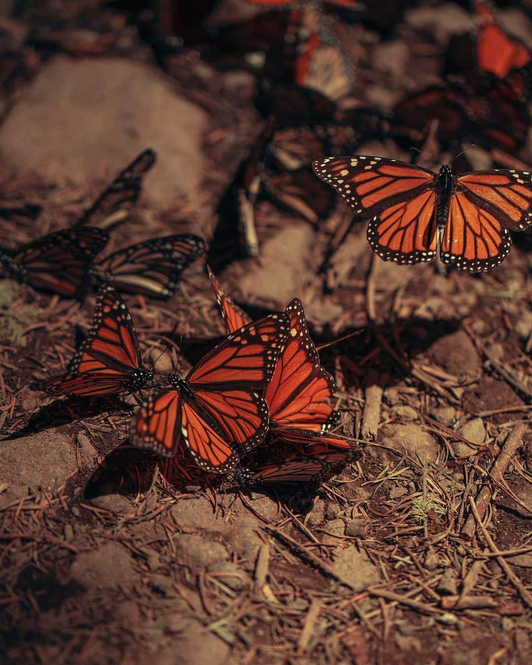 The New Yorkerさんのインスタグラム写真 - (The New YorkerInstagram)「The monarch butterfly’s journey from Canada and the northeastern U.S. to the mountains of central Mexico is the most evolutionarily advanced migration of any known butterfly, perhaps of any known insect. Every November, millions of monarchs descend on the oyamel firs in the mountains of central Mexico. But the microclimate of the forest is changing—and the butterflies’ migration is in danger. At the link in our bio, see photographs from inside the butterfly forest, and read about the environmental destruction that threatens their migration. Photographs by @brendangeorgeko.」2月9日 10時51分 - newyorkermag