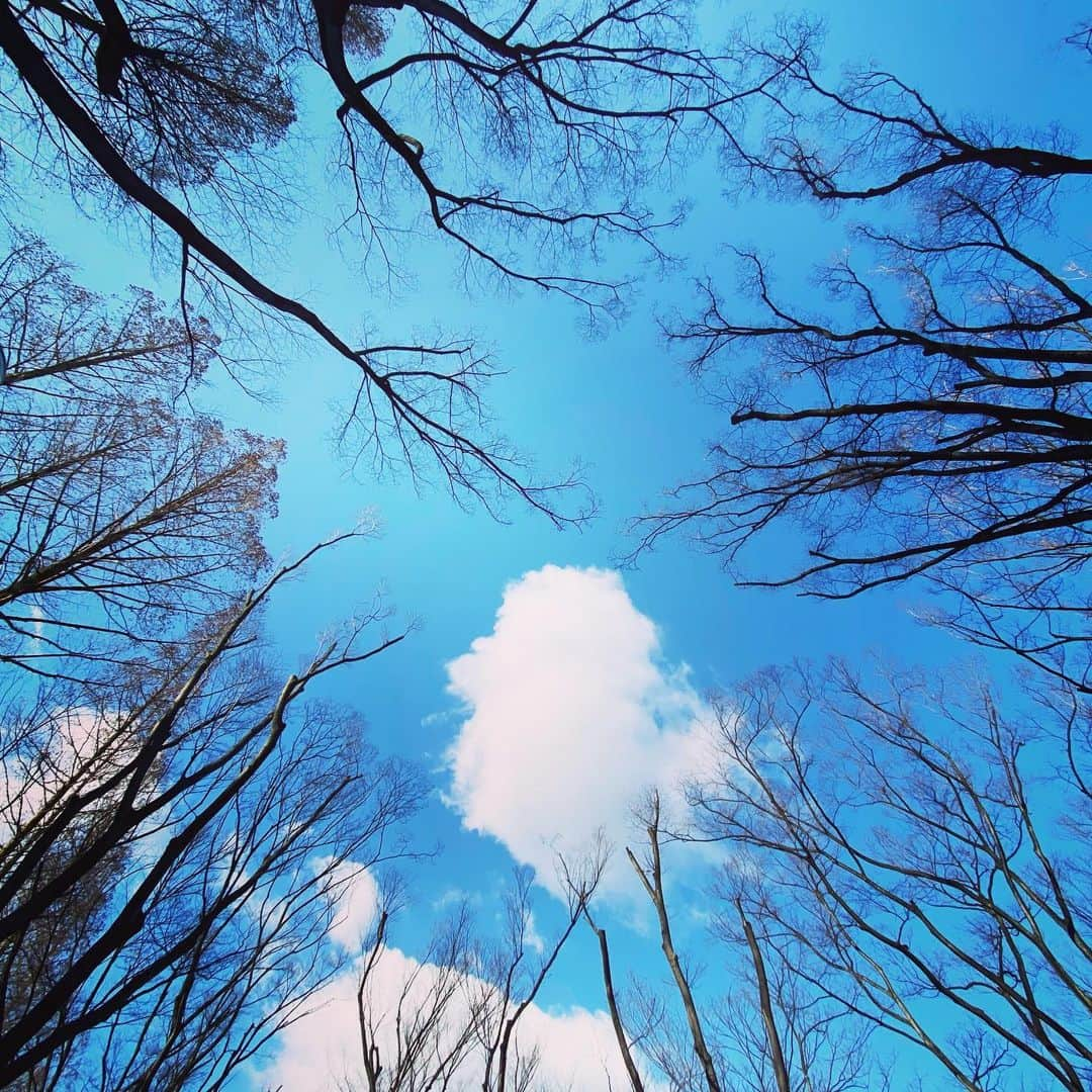 梶有紀子さんのインスタグラム写真 - (梶有紀子Instagram)「. 樹と雲と . つかまっちゃいそう☁️ . #walking #ウォーキング #朝活 #朝さんぽ #雲と空 #樹木 . . . #梶有紀子 #yukikokaji #シンガーソングライター #弾き語り #ギター弾き語り #ギター女子 #ギター好きな人と繋がりたい #jpopmusic #japanesemusician #singerslife #japanesesong #音楽好きな人と繋がりたい #instamusiciansdaily #musiciandaily #音楽家 #日常の幸せ #シンガーソングライターと繋がりたい」2月9日 10時57分 - kajiyukiko1112