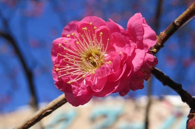 Soka Universityのインスタグラム