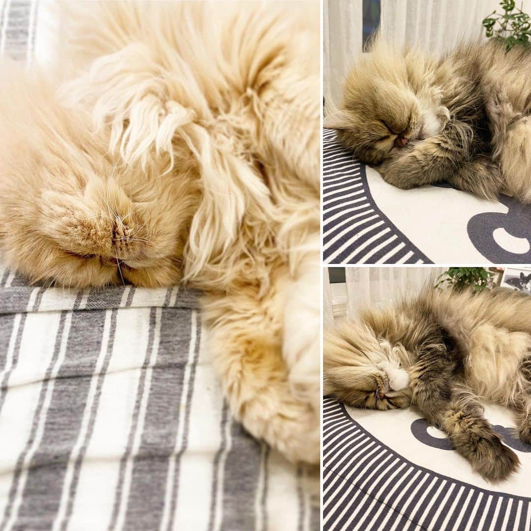 ミッシュのインスタグラム：「ひたすら寝てます💤  #ミッシュ #mau #寝相が可愛い #無防備 #シンクロしてる  #寝相シンクロ  #無防備な猫  #猫っていいね   #misch1207s  #ブサ可愛 #鼻ぺちゃ  #エキゾチックロングヘア  #ペルシャ #ねこ#猫#cat #ねこすたぐらむ #neko #猫部 #ねこ部 #にゃんだふるらいふ #猫莫迦 #catstagram  #Exoticlonghair  #persian #exotic #catsofinstagram」