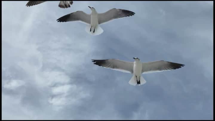 のインスタグラム：「I needed some bird footage. So I hired trained Seagulls. They want to be action stars!」