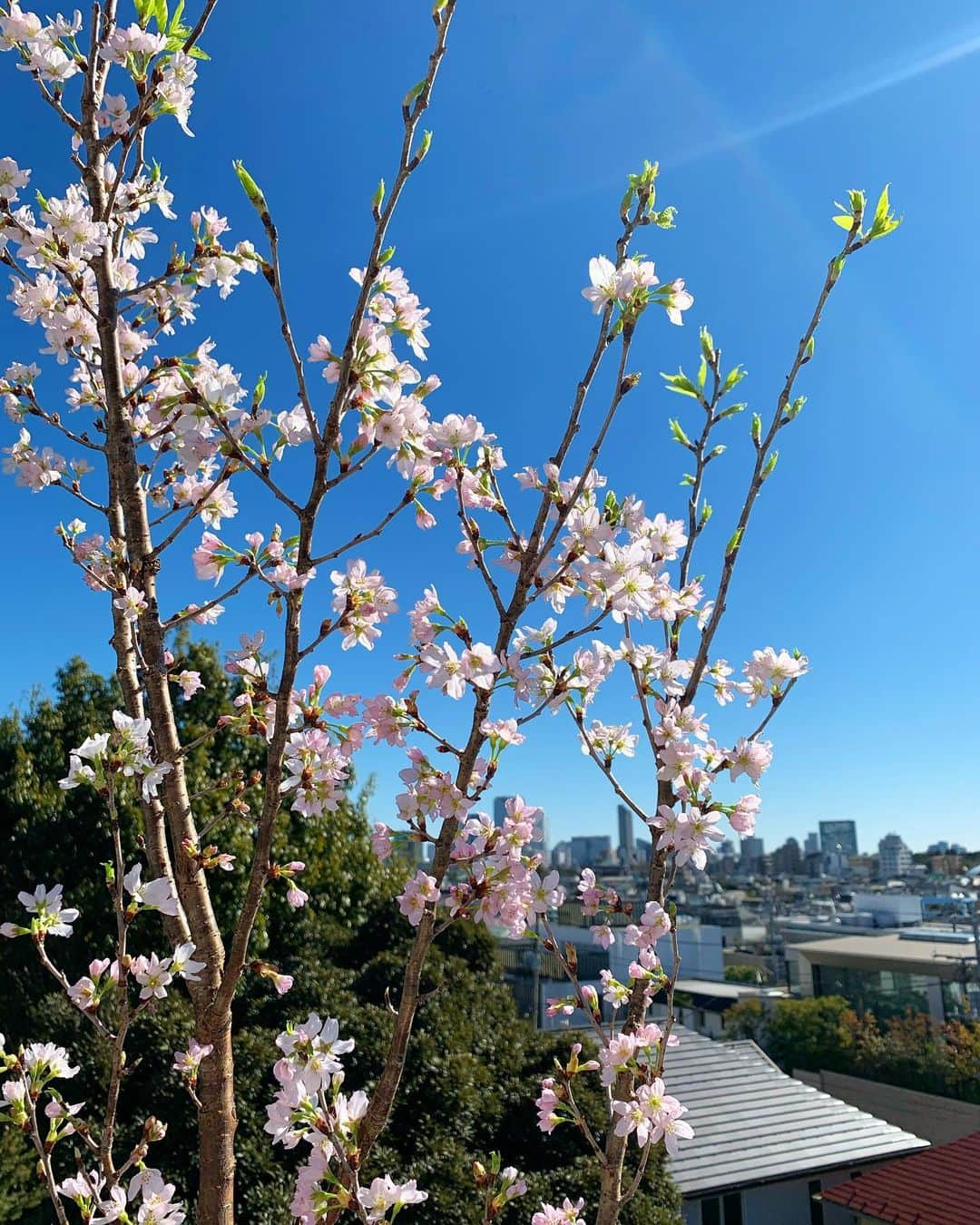 奈良裕也さんのインスタグラム写真 - (奈良裕也Instagram)「いい天気☀️ 紗羅からプレゼントの桜も🌸満開💕 thank you @saramary12 テラスで花見したいねw🌸 #CherryBlossoms #桜　#天国の階段」2月9日 11時25分 - yuyanara