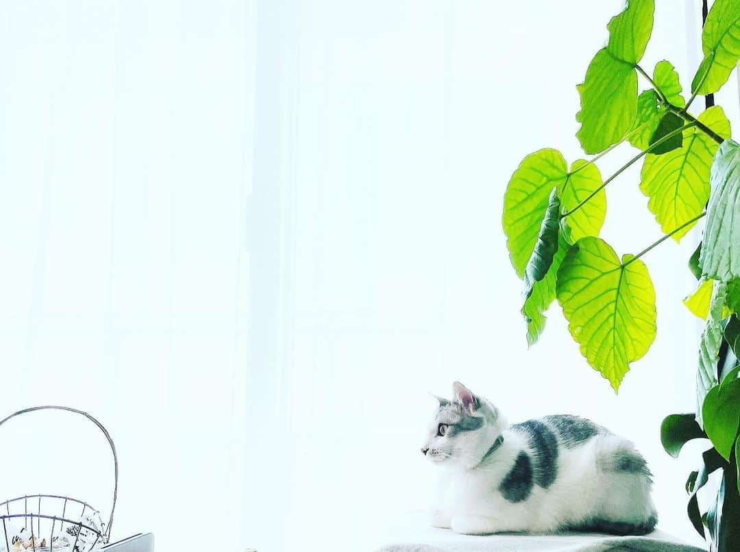 kinaxのインスタグラム：「. good afternoon(๑′ᴗ‵๑)☀in Japan, and good morning, good evening, good night for world friends! . . 今日はお天気だけど空気が冷たい！！ 日が高くなってくると 窓辺でぬくぬくな猫ズ🐈‍⬛🐈 . 今日も平和なモフモフたちʕ •́؈•̀ ₎♡ . . それはそうと、このところバタバタしていて 久しぶりなおべんと写真を📷 . 前日の夜に、おにぎりのキャラクターは 何がいいか聞いておいて、 朝作るのだけど 最近「スヌーピー」な事が多くて スヌーピー好きなのねぇ、と思っていたら . 今朝作り途中のところを覗きに来て 「今日もスヌーピー？ ママったらスヌーピー好きすぎじゃなーい！」 だって😂 ひどい！！！😂 . . 昨日聞いたらスヌーピーがいいって 自分で言ってたよーって返したら 「すみっこがよかった…」らしいので 急遽小さなタピオカもʕ •́؈•̀ ₎ . ピックは、この前100均で買った 和風シリーズがいいというので キャラクターが渋滞してるけど😂 まぁいいか！笑 . . 今日はだいぶ空気が乾燥しているみたいだから みんなも加湿して過ごしてね💭 . . #親バカ部 #猫バカ部 #保護猫 #kinaxおべんと #kinaxfood #ひなたぼっこ 2021/02/09」