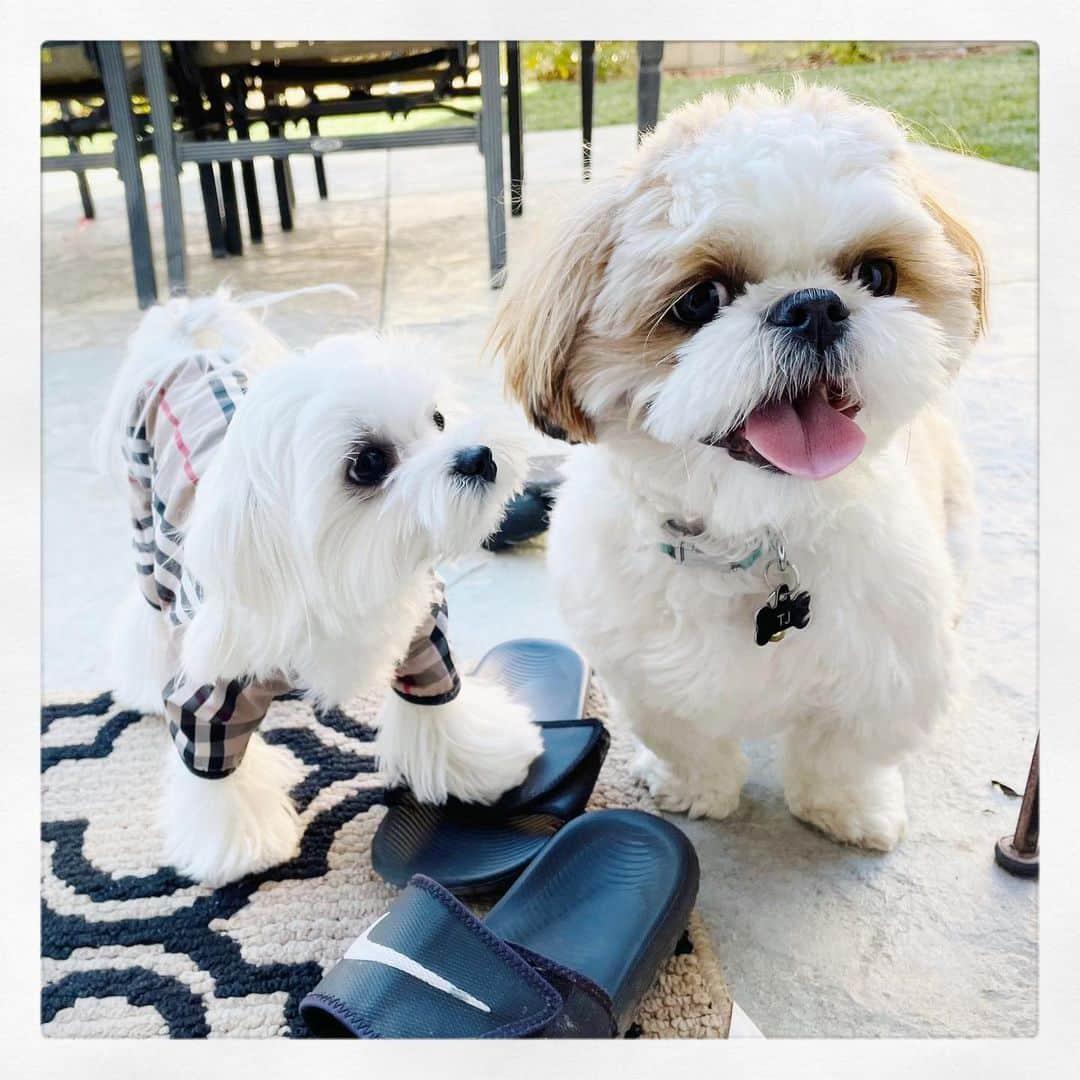 Kodie Bearのインスタグラム：「😍💭Me and 🎀Somie visited ‘TJ, our cousin pup’... He is one year old. 🐶💭I didn’t feel like playing with young hyper pups #😂 but 🎀Somie played until ‘TJ’ got tired.」