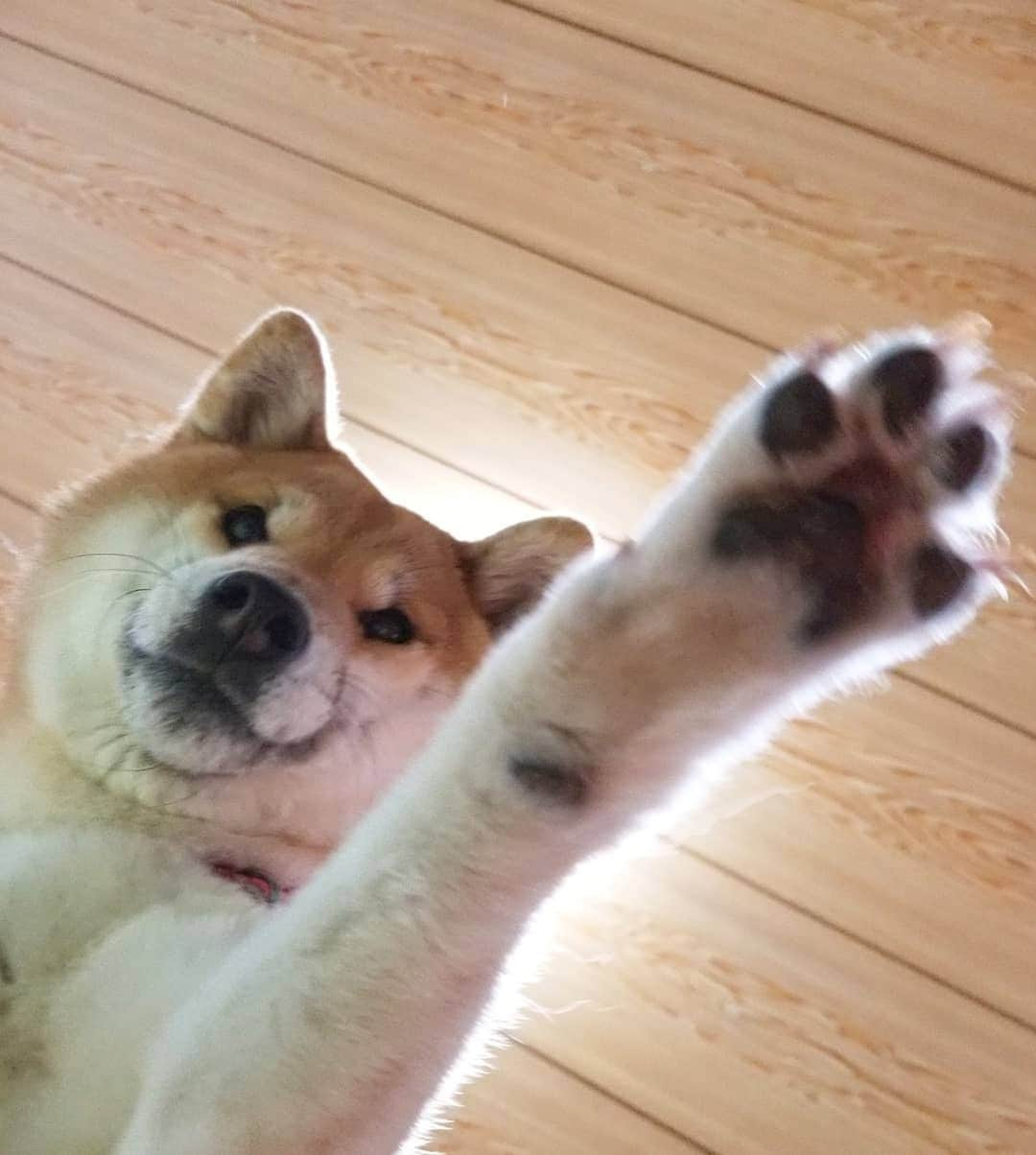 柴犬たま Shibainu Tamaのインスタグラム