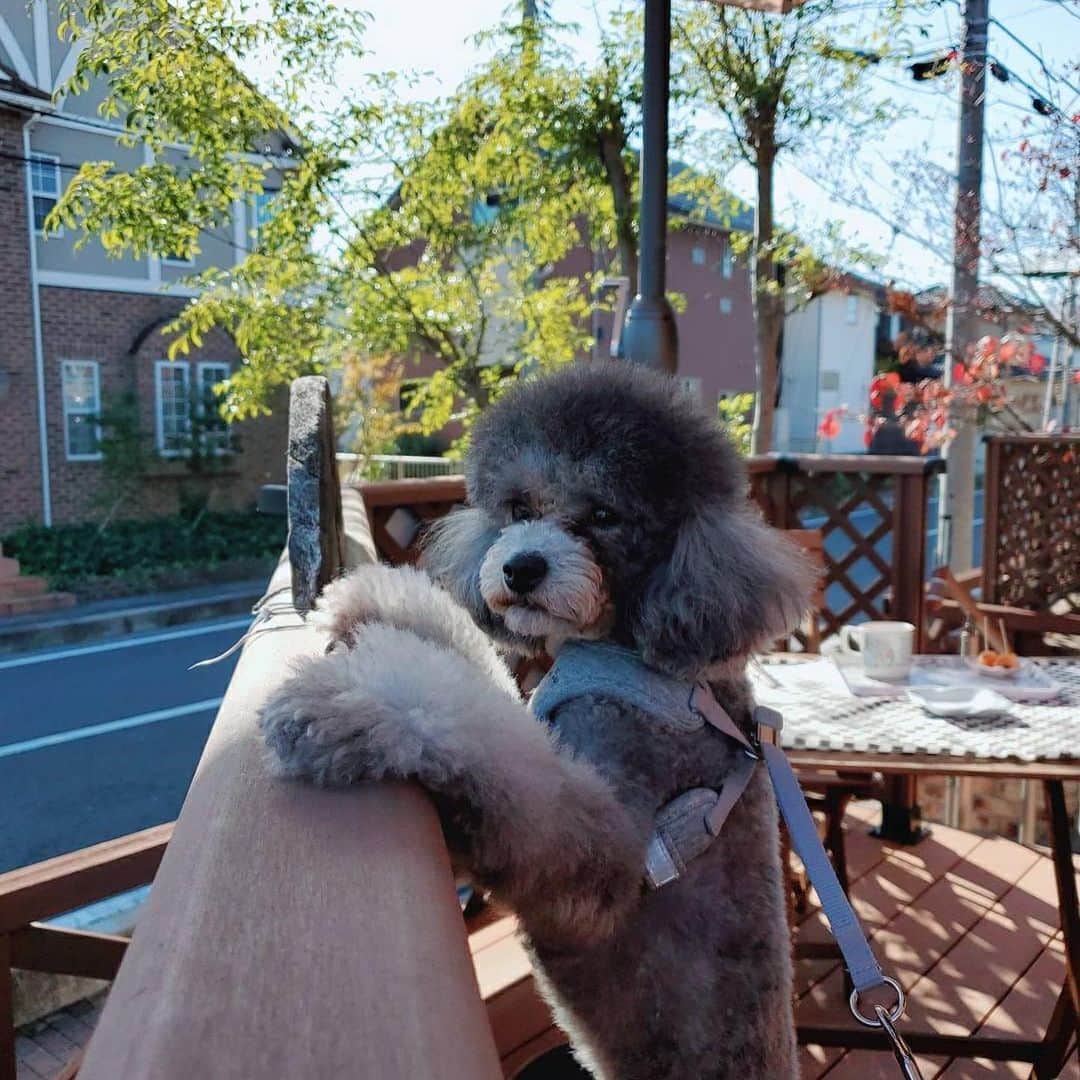 のインスタグラム：「🐶🐶🐶🐶」