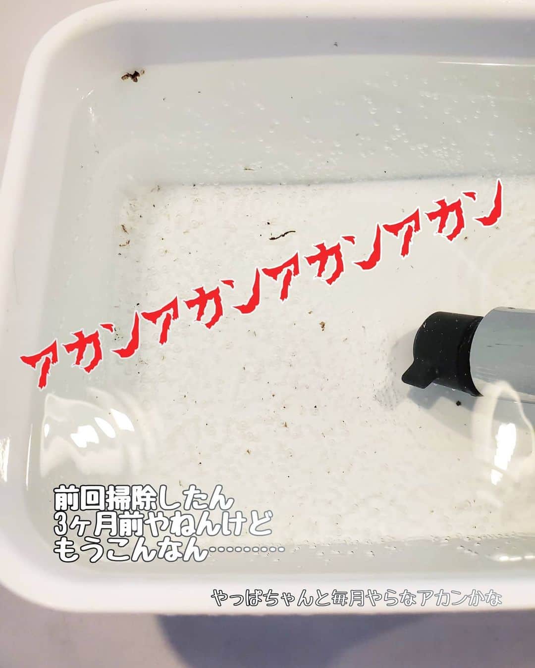 koyukkuma 一条工務店さんのインスタグラム写真 - (koyukkuma 一条工務店Instagram)「• #くまさんの分散大掃除 • 決めました。(突然) • キッチンの水栓は 毎月掃除します！！！！！(おーーー) • 食洗機洗浄のついでが覚えやすそう！ あいぼん(@aibon0187 )も言ってた気がする！ • いやー、ここね、 年末大掃除(3ヶ月前)でやったけど、3ヶ月でこれだったわ……… • 黒のピロピロが😇 • ナチュラルクリーニングじゃなくて1回オキシ漬けした方がいいんかな？ • 毎回ピロピロ浮いてこなくなるまですすぐけど、数ヶ月するとピロピロ大量発生する💦 • 古いのが剥がれたのか新たにできたピロピロなのか謎。 • とにかく、毎月やります！ ここで宣言したらいつもちゃんと続いてるから🤭 • これも年末大掃除じゃなくて、分散大掃除！ 定期的にやる掃除に変更！！💪」2月9日 12時07分 - kumasan_ismart