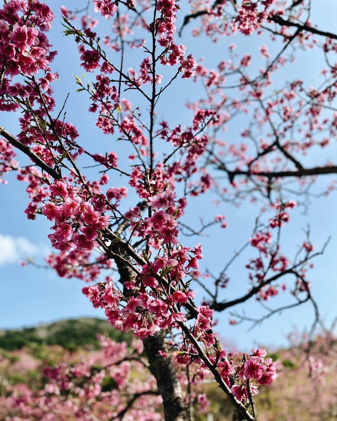 宮崎沙矢加さんのインスタグラム写真 - (宮崎沙矢加Instagram)「It's Cherry blossoms bloom here that was amazing view I was really able to relax n enjoy from mother nature🌸🌴💕💕💕 . . . #yoga #yogateacher #okinawa #cherryblossom #palmtrees #jungle #mothernature #meditation #yogalife #yogini #alo #aloyoga #alomoves #yogaburn #follow #ヨガ　#お花見　#寒緋桜　#沖縄　#ヨガインストラクター」2月9日 12時32分 - sarah___audrey
