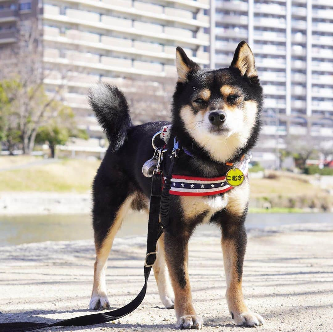 黒豆柴こむぎさんのインスタグラム写真 - (黒豆柴こむぎInstagram)「ママちん、お写真はもういいから、歩こうよ🐾🐾2021.02.09  #お散歩大好き #黒豆柴こむぎ #黒豆柴 #豆柴 #黒柴 #黑柴 #柴犬 #柴 #まめしば #しばいぬ #しば #mameshiba #kuroshiba #shibainu #shiba #shibalove #shibalovers #shibastagram #shiba_snap #shibasofinstagram #ふわもこ部 #pecoいぬ部 #いぬら部 #proudshibas #thedailyshibainu #ここ柴部 #いぬのきもち #todayswanko #rakutenpet #9gagpets」2月9日 12時44分 - komugi_1207