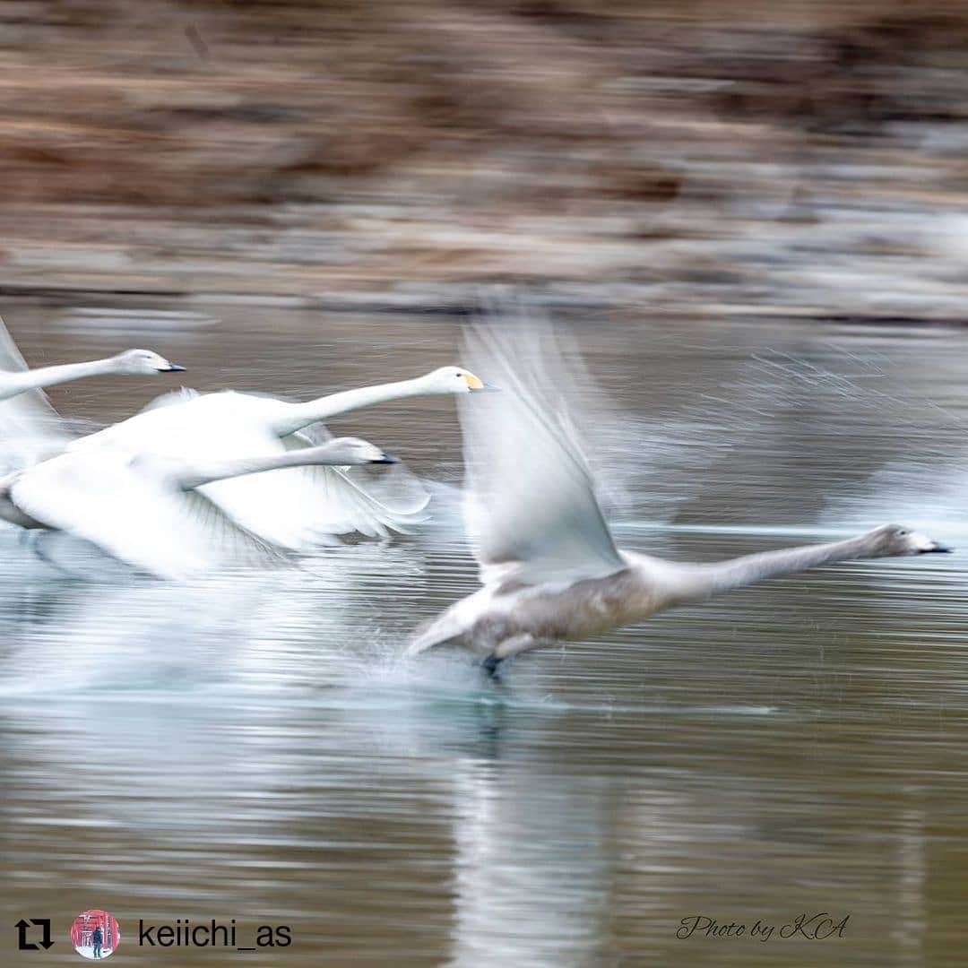 カメラのキタムラのインスタグラム：「#Repost @keiichi_as • • • • • • 白鳥の飛び立ち . . この瞬間の為にひたすら待ちます✨ バシャバシャ走る姿は本当に必死そのもの🎶 . . Location:地元の川 カメラ:NikonD810 . .  #light_nikon #じゃびふる  #写真を止めるな  #野鳥の会 #野鳥撮影 #love_bestjapan  #tohokucamerafan  #キタムラ写真投稿  #カメラでしか見えない景色  #best_moments_nature #best_moments_pallet #total_birds #global_picturesque #japan_waphoto #best_moments_landscape #写真好きな人と繋がりたい #swan  #白鳥」