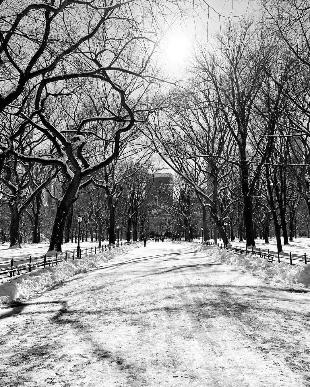 スコット・ローウェルさんのインスタグラム写真 - (スコット・ローウェルInstagram)「Monday in the Park With Snow (the verticals)」2月9日 12時58分 - scolo222