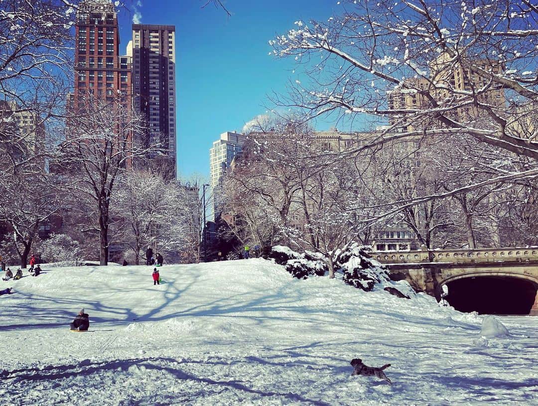 スコット・ローウェルさんのインスタグラム写真 - (スコット・ローウェルInstagram)「Monday in the Park With Snow (the horizontals)」2月9日 13時07分 - scolo222